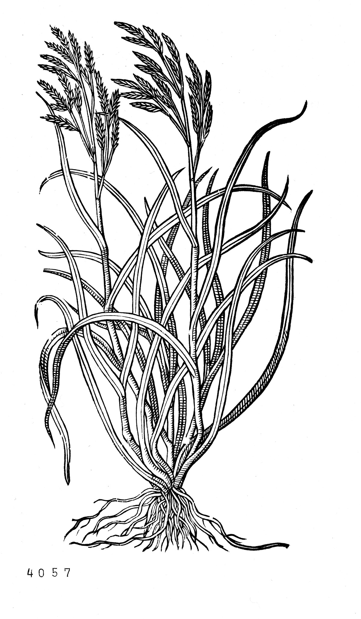 Struisriet - Calamagrostis (MPM.HB.04057)