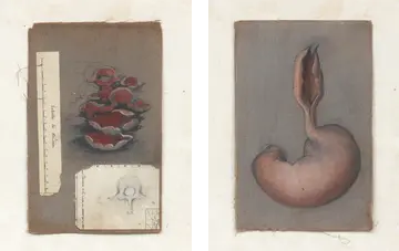 Fungus Anatomicus, Sofie Muller