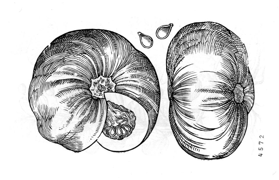 Reuzenpompoen (Cucurbita Maxima) - MPM.HB.04572