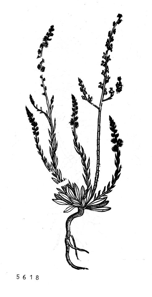Reseda phyteuma (MPM.HB.05618)